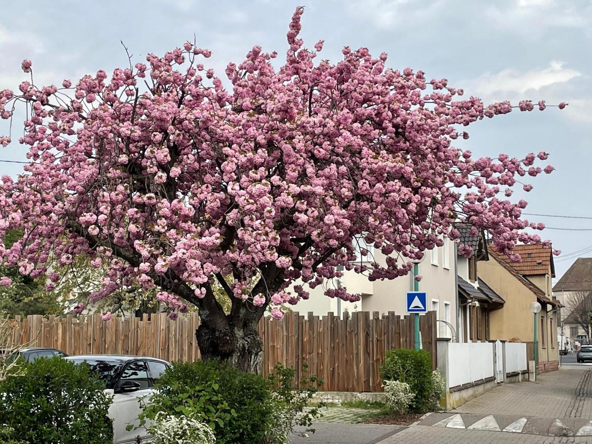 Le 6B Villa Hoenheim ภายนอก รูปภาพ